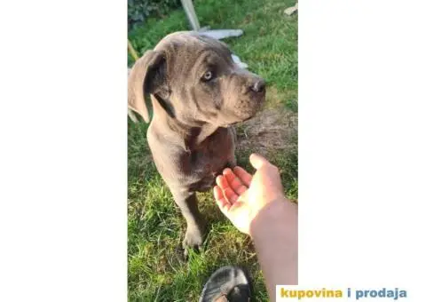 CANE CORSO prelepi štenci - 5/14