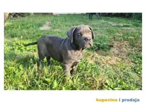 CANE CORSO prelepi štenci - 6/14