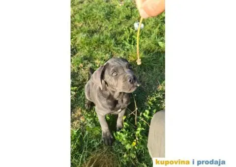 CANE CORSO prelepi štenci - 7/14