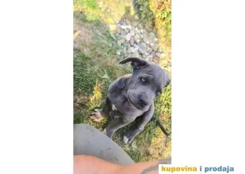 CANE CORSO prelepi štenci - 8/14