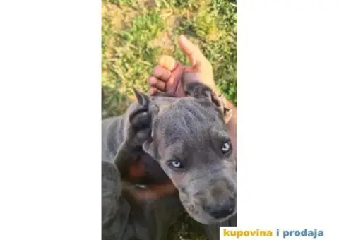 CANE CORSO prelepi štenci - 9/14