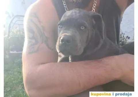 CANE CORSO prelepi štenci - 10/14