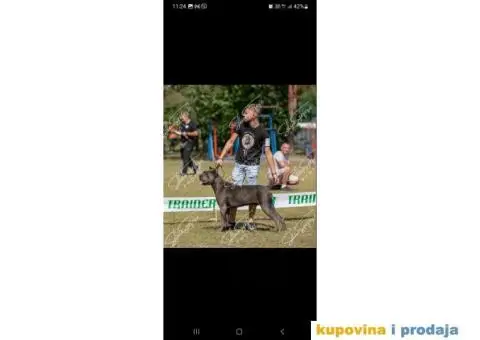 CANE CORSO prelepi štenci - 11/14