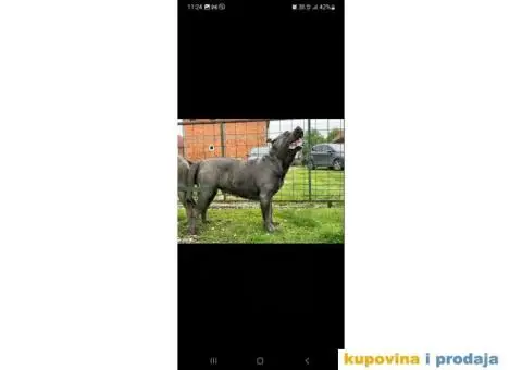 CANE CORSO prelepi štenci - 12/14