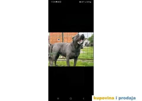 CANE CORSO prelepi štenci - 13/14