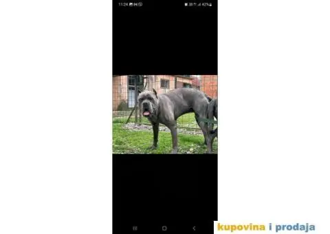 CANE CORSO prelepi štenci - 14/14