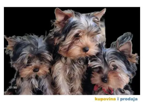 Jorkširski terijer YORKI - 1/6