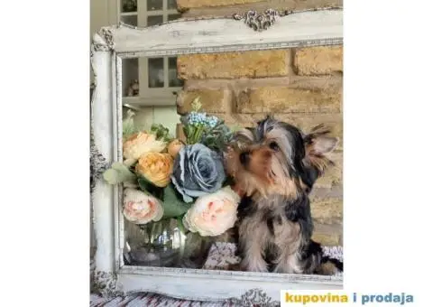 Jorkširski terijer YORKI - 3/6