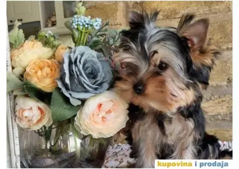 Jorkširski terijer YORKI - 4/6