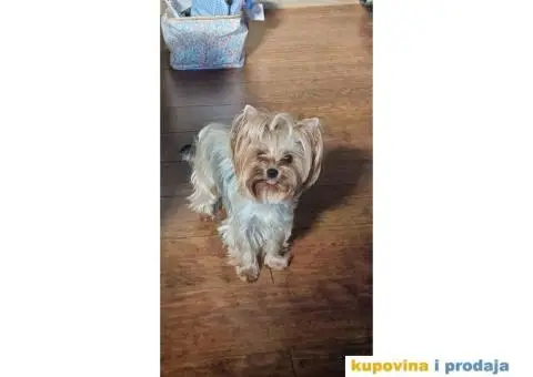 Jorkširski terijer YORKI - 5/6