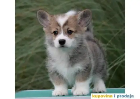 Velski korgi pembrok - 1/3