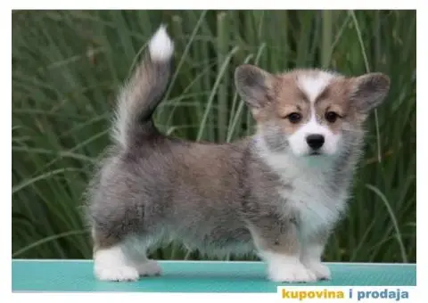 Velski korgi pembrok - 2/3