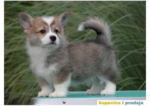Velski korgi pembrok - 3/3