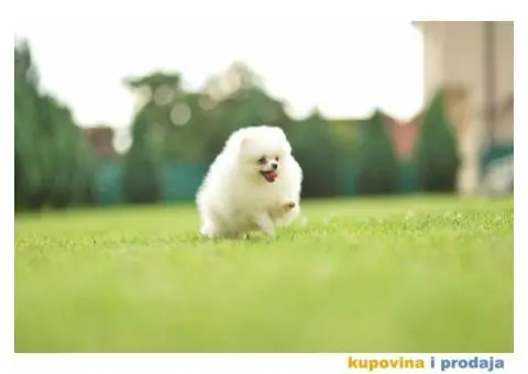 Ponuda Vrhunskih Pomeranaca - 1/12