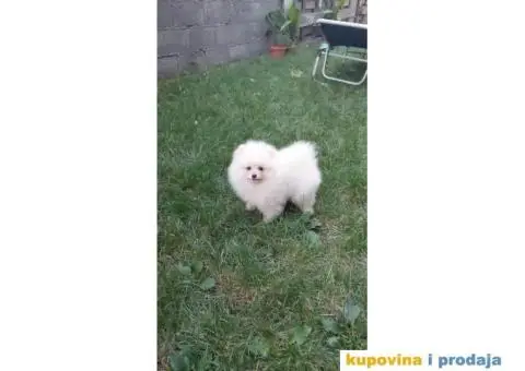 Ponuda Vrhunskih Pomeranaca - 2/12