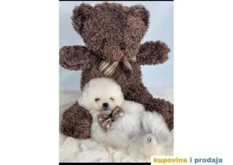 Ponuda Vrhunskih Pomeranaca - 3/12