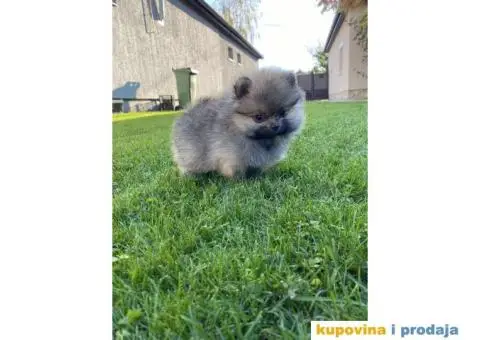 Ponuda Vrhunskih Pomeranaca - 4/12