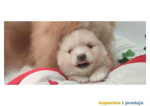 Ponuda Vrhunskih Pomeranaca - 5/12