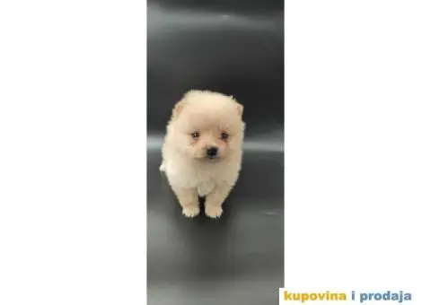 Ponuda Vrhunskih Pomeranaca - 6/12