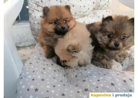 Ponuda Vrhunskih Pomeranaca - 7/12