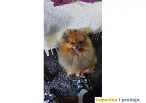 Ponuda Vrhunskih Pomeranaca - 8/12