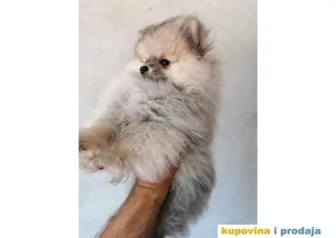 Ponuda Vrhunskih Pomeranaca - 9/12