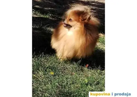 Ponuda Vrhunskih Pomeranaca - 10/12