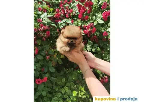 Ponuda Vrhunskih Pomeranaca - 11/12