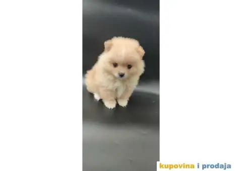 Ponuda Vrhunskih Pomeranaca - 12/12