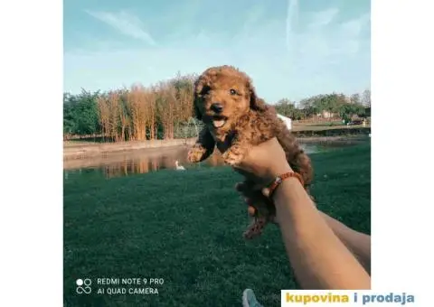 TOY PUDLE  muzjak i zenkice - 1/8