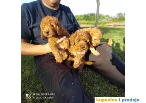 TOY PUDLE  muzjak i zenkice - 2/8