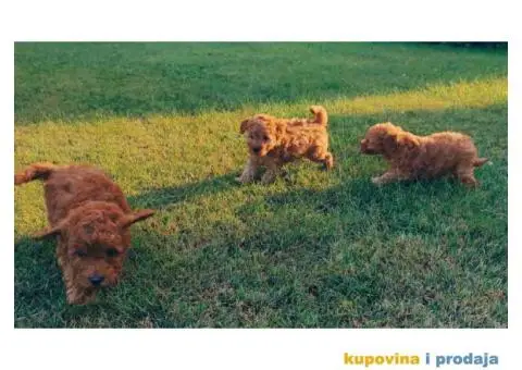 TOY PUDLE  muzjak i zenkice - 3/8