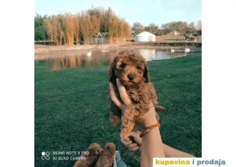 TOY PUDLE  muzjak i zenkice - 4/8