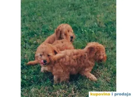 TOY PUDLE  muzjak i zenkice - 5/8