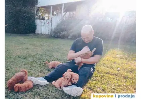 TOY PUDLE  muzjak i zenkice - 6/8