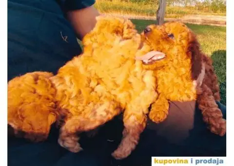 TOY PUDLE  muzjak i zenkice - 7/8