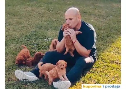 TOY PUDLE  muzjak i zenkice - 8/8