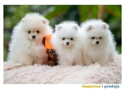 POMERANCI vrhunskog kvaliteta od uvoznih roditelja - 1/15