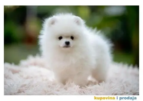 POMERANCI vrhunskog kvaliteta od uvoznih roditelja - 2/15