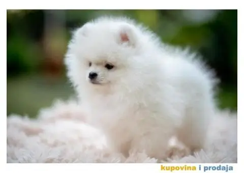 POMERANCI vrhunskog kvaliteta od uvoznih roditelja - 3/15