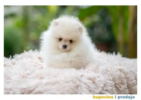 POMERANCI vrhunskog kvaliteta od uvoznih roditelja - 4/15