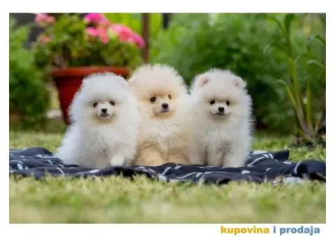 POMERANCI vrhunskog kvaliteta od uvoznih roditelja - 5/15