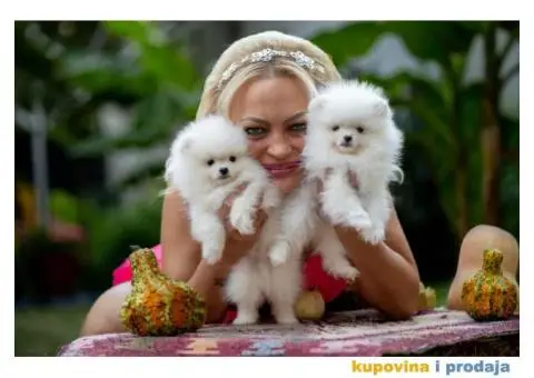 POMERANCI vrhunskog kvaliteta od uvoznih roditelja - 6/15