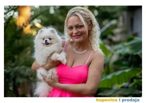 POMERANCI vrhunskog kvaliteta od uvoznih roditelja - 7/15