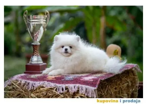 POMERANCI vrhunskog kvaliteta od uvoznih roditelja - 8/15