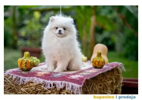 POMERANCI vrhunskog kvaliteta od uvoznih roditelja - 9/15