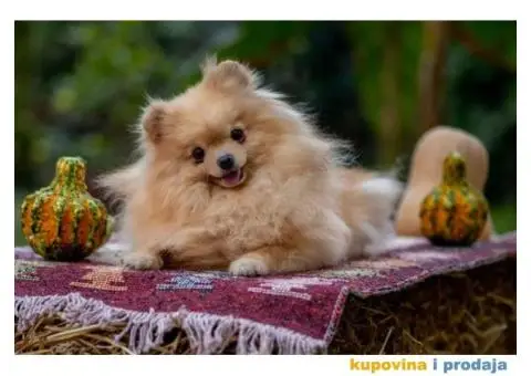 POMERANCI vrhunskog kvaliteta od uvoznih roditelja - 10/15