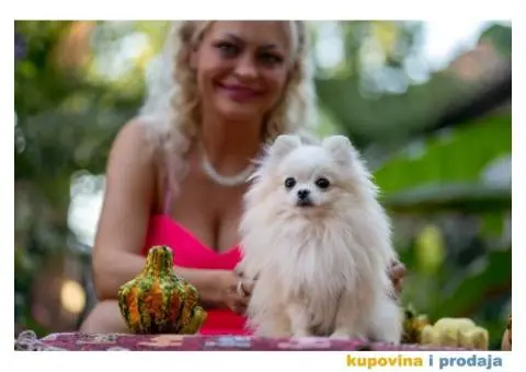 POMERANCI vrhunskog kvaliteta od uvoznih roditelja - 11/15