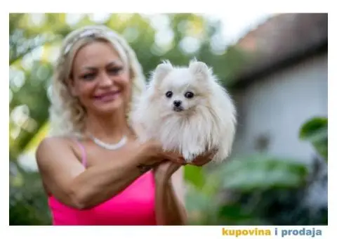 POMERANCI vrhunskog kvaliteta od uvoznih roditelja - 12/15