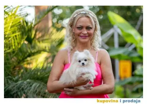 POMERANCI vrhunskog kvaliteta od uvoznih roditelja - 13/15